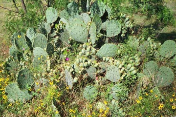 Photo of Prickly Pear cactus