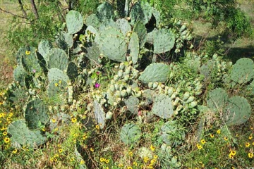 Photo of Prickly Pear cactus